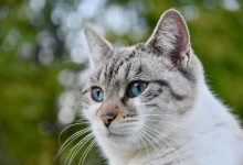 ترجمة ومعنى كلمة Pussy باللغة العربية: كل ما تحتاج معرفته.