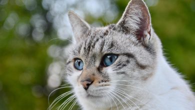 ترجمة ومعنى كلمة Pussy باللغة العربية: كل ما تحتاج معرفته.