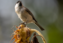 ترجمة ومعنى كلمة Tits: اكتشف التفاصيل