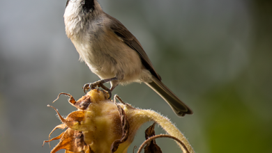ترجمة ومعنى كلمة Tits: اكتشف التفاصيل ترجمة ومعنى كلمة Tits: اكتشف التفاصيل