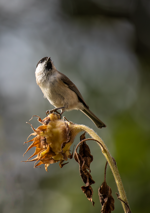 ترجمة ومعنى كلمة Tits: اكتشف التفاصيل ترجمة ومعنى كلمة Tits: اكتشف التفاصيل