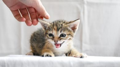 ترجمة ومعنى كلمة screamed باللغة العربية