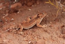 ترجمة ومعنى كلمة Horny: كشف المفهوم والاستخدامات