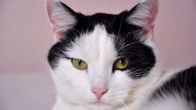 ترجمة ومعنى كلمة Ordinary بالعربي – ما هو المعنى الدقيق؟