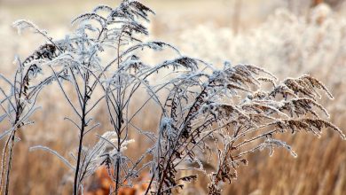 ترجمة ومعنى كلمة يناير بالانجليزي: كل ما تحتاج لمعرفته عن January