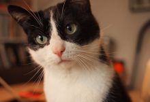 فهم وترجمة كلمة Kat: المعنى والمقابل العربي