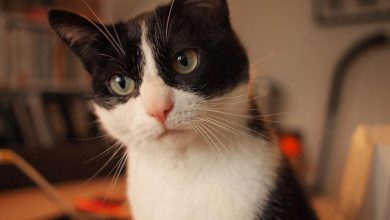 فهم وترجمة كلمة Kat: المعنى والمقابل العربي